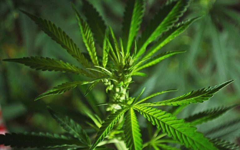 male-cannabis-plant-