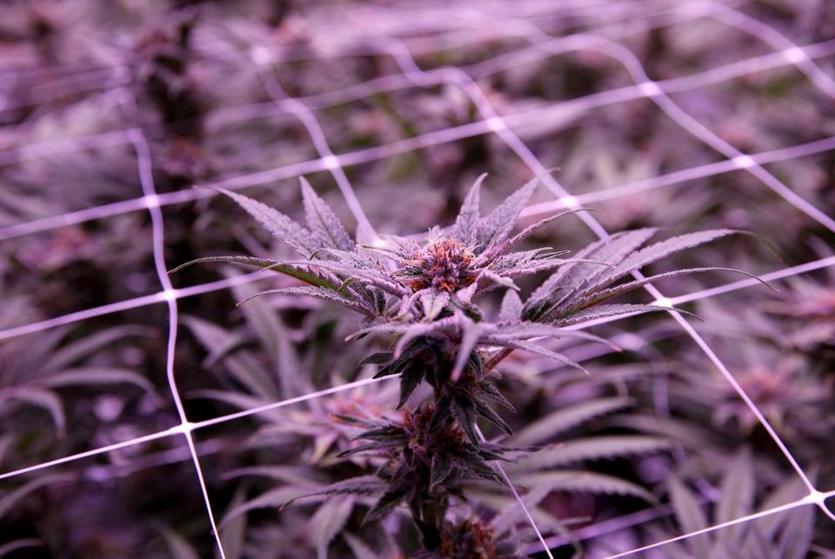 growing enough pot? post featured img