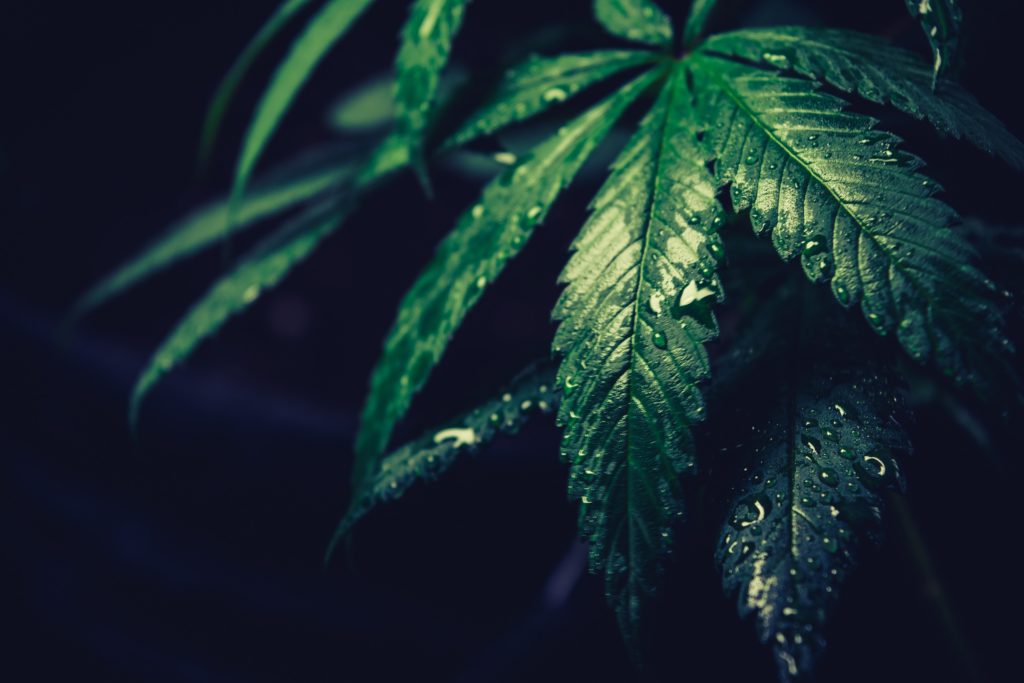 Green Leaf