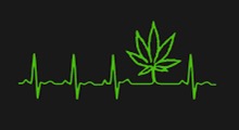 Heart Health and Cannabis